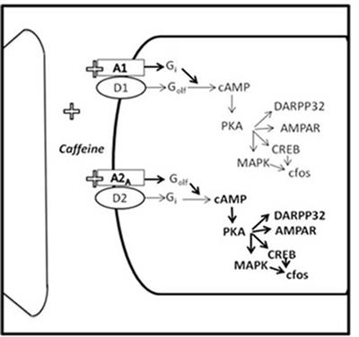 Caffeine and Selective Adenosine Receptor Antagonists as New Therapeutic Tools for the Motivational Symptoms of Depression